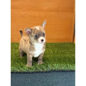 Chihuahua - 397099