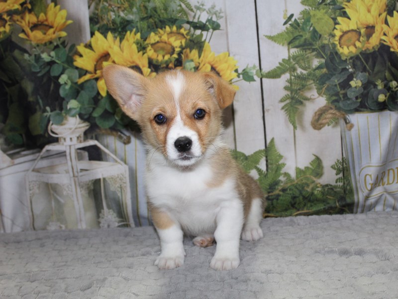 Pembroke Welsh Corgi