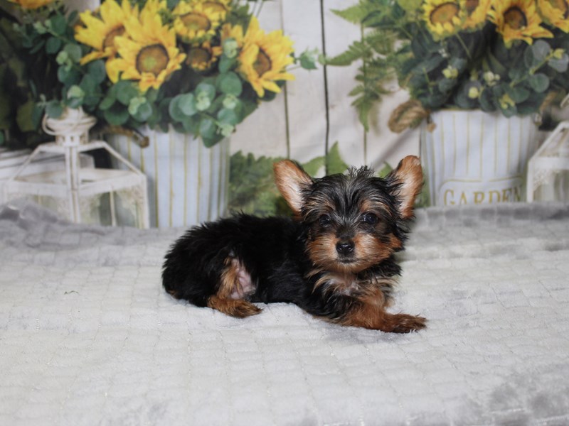 Yorkshire Terrier