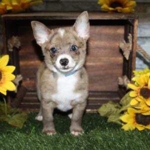 Chihuahua - PCHAB1615