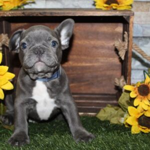 French Bulldog - PCHAB1617