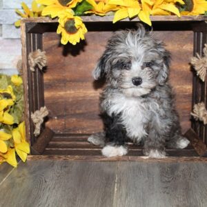 Maltipoo - PCHAB1628