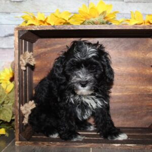 Maltipoo - PCHAB1629