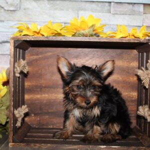 Yorkshire Terrier - PCHAB1638