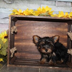 Yorkshire Terrier - PCHAB1640