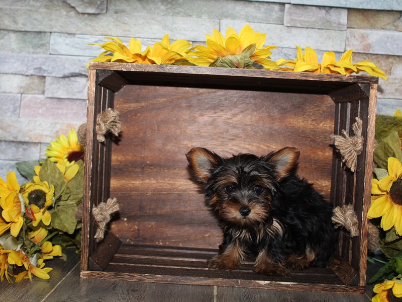 Yorkshire Terrier