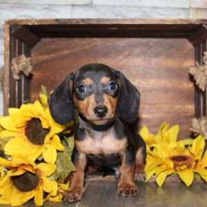Miniature Dachshund - PCHAB1623