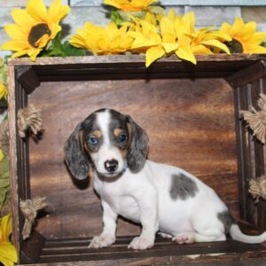 Miniature Dachshund - PCHAB1644