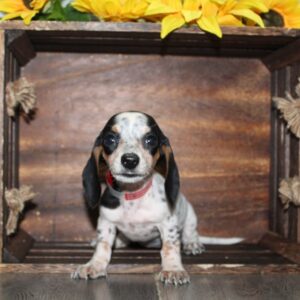 Miniature Dachshund - PCHAB1645