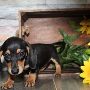 Miniature Dachshund - PCHAB1643