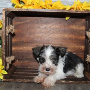 Miniature Schnauzer - PCHAB1641