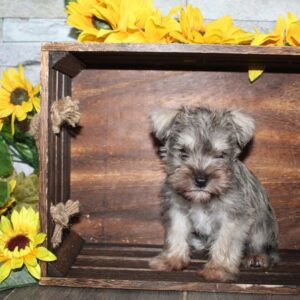 Miniature Schnauzer - PCHAB1642
