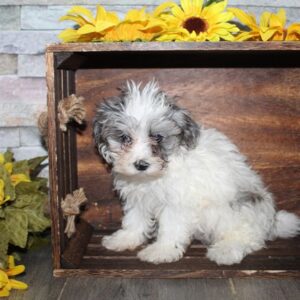 Maltipoo - PCHAB1627
