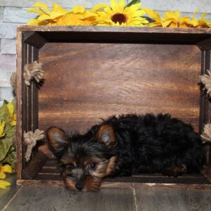 Yorkshire Terrier - PCHAB1639