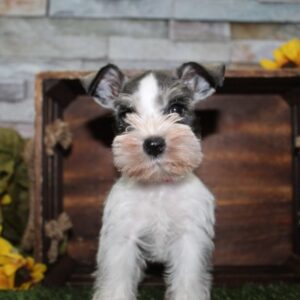 Miniature Schnauzer - PCHAB1641