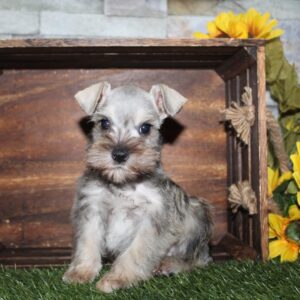 Miniature Schnauzer - PCHAB1642